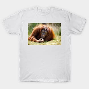 orangutan in the grass T-Shirt